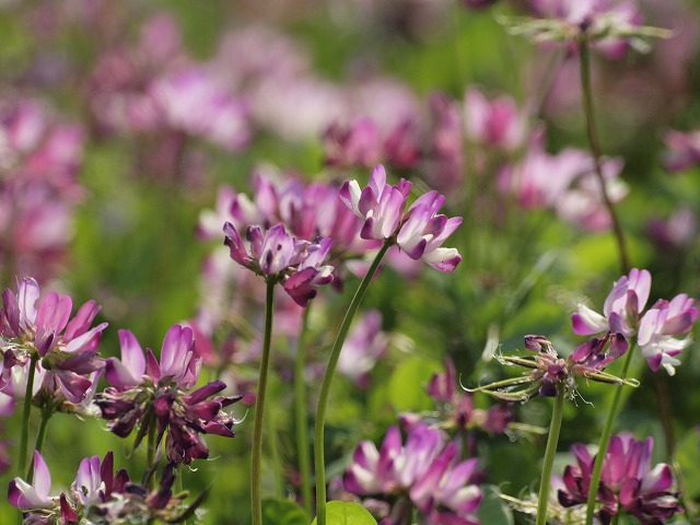岐阜の県花 蓮華草 レンゲソウ 自然風の自然風だより 岐阜の県花 蓮華草 レンゲソウ 自然風の自然風だより