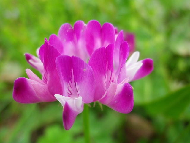 『岐阜の県花・蓮華草（レンゲソウ）』_d0054276_2014222.jpg