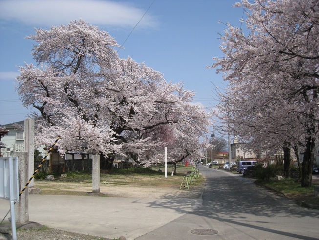 季節便り2012年の桜の頃④～北沢又嶽駒神社境内・馬場の桜並木_a0087378_5272196.jpg