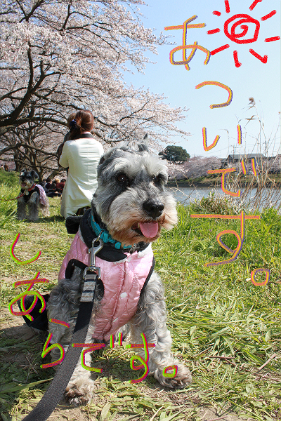 しぁらさん手術。_c0245679_16381756.jpg
