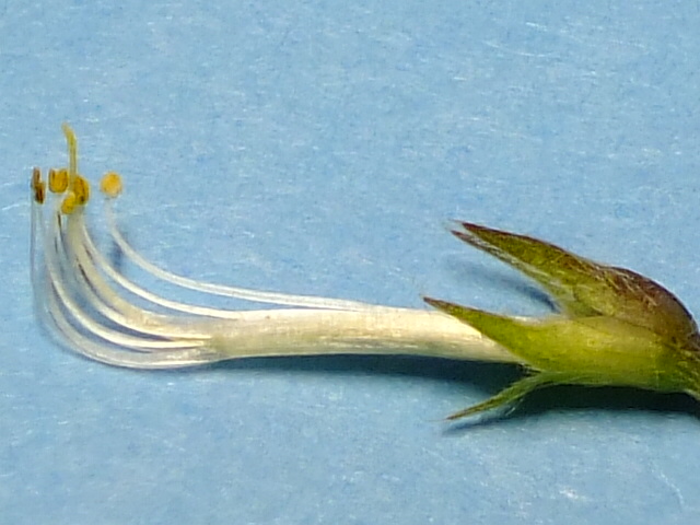 e0145782_18261789.jpg