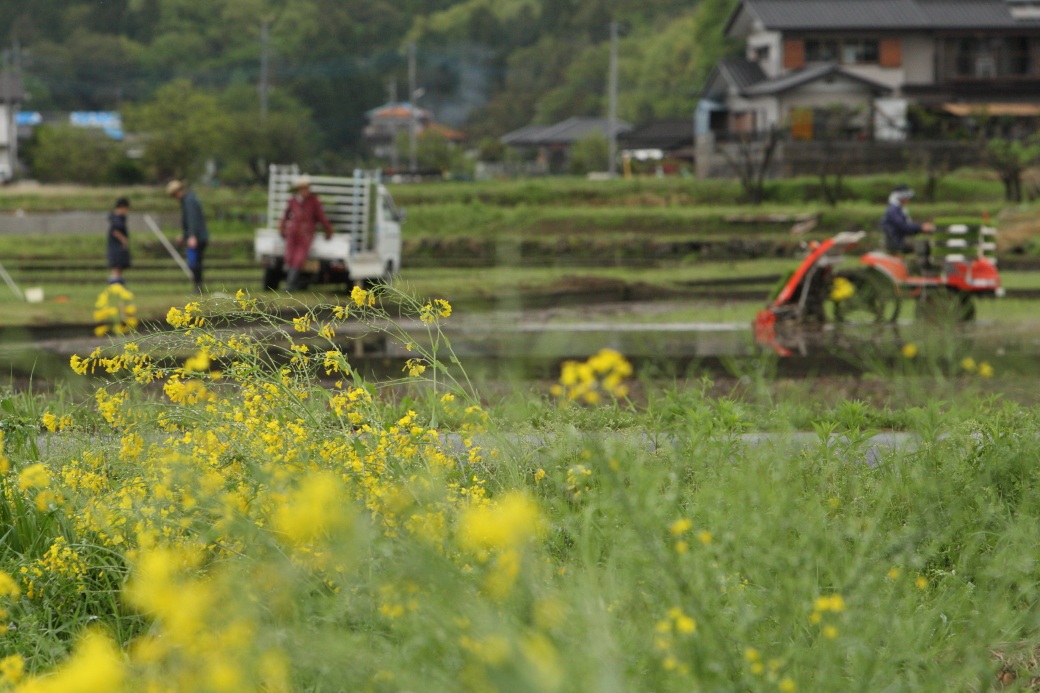 田植え　２０１２・０５・０４_e0143883_20532154.jpg