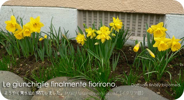 イタリア語日記 2種類の黄水仙が開花 ほかの国のコトバ 8言語つまみぐい イタリア語日記 2種類の黄水仙が開花 ほかの国のコトバ 8言語つまみぐい