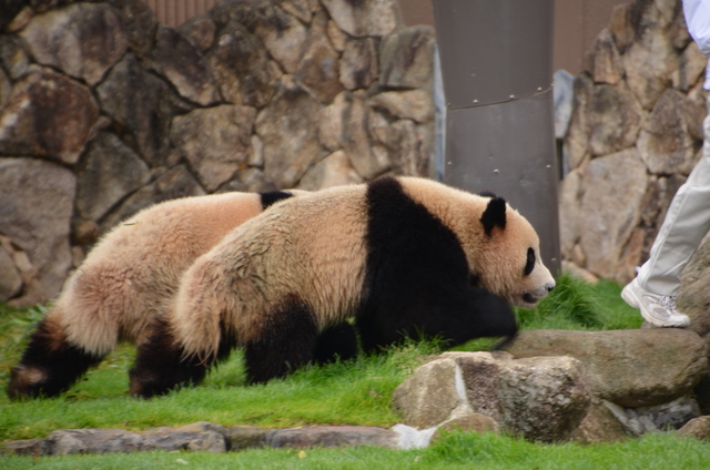 ２０１２年４月白浜パンダ見隊その４　ミルクタイム_a0052986_013896.jpg