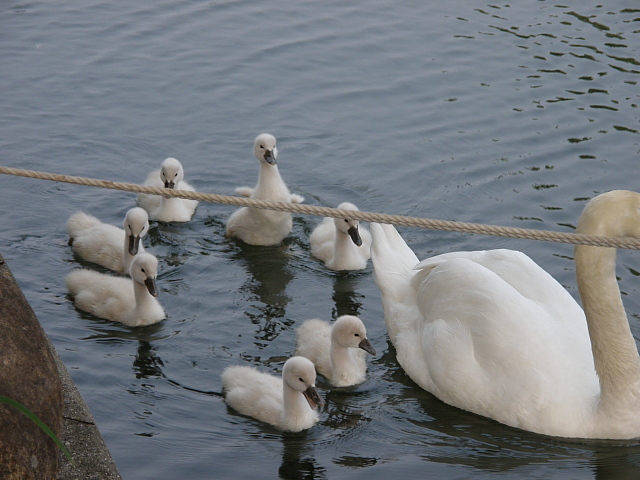 白鳥の子供シリーズ 風見鶏日記