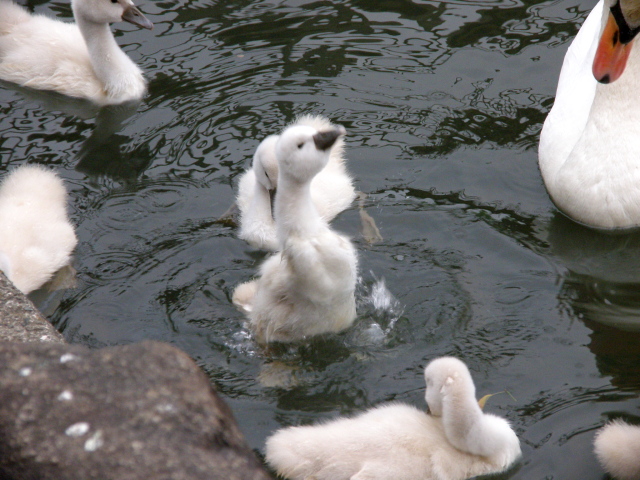 白鳥の子供シリーズ 風見鶏日記
