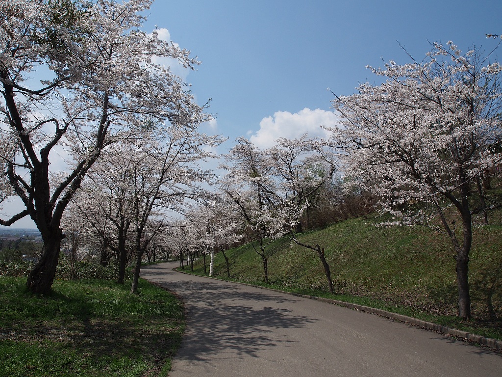 美唄東明公園の桜 デジカメ持って野に山に 美唄東明公園の桜 デジカメ持って野に山に