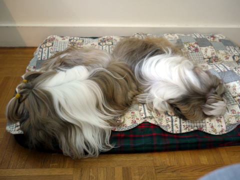 c0090198_45781.jpg