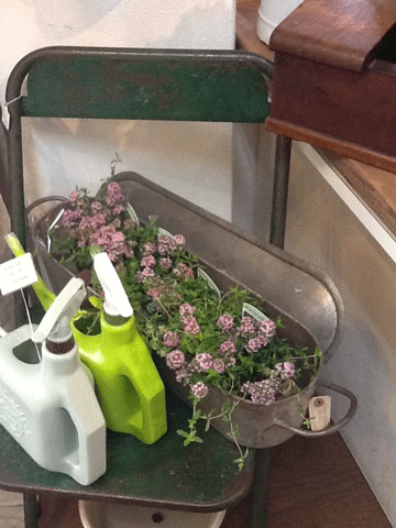 garden! garden! 最終日です_c0129702_1264216.gif