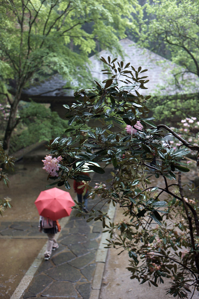 雨の室生寺　－　シャクナゲの金堂_c0156404_8342690.jpg