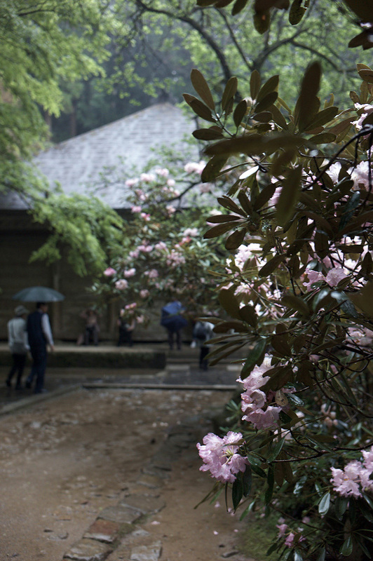 雨の室生寺　－　シャクナゲの金堂_c0156404_845549.jpg