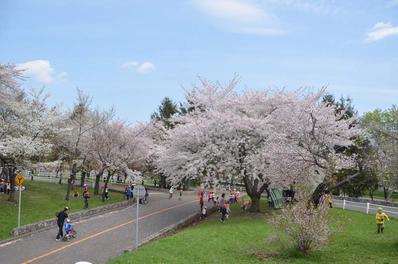 農試公園の桜_c0171406_17142680.jpg