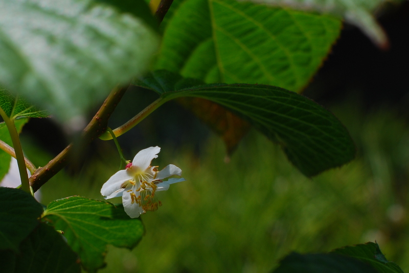 マタタビの花」_f0184314_1721323.jpg