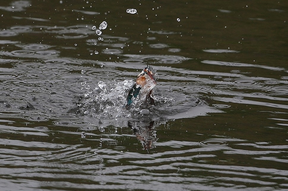 ５月９日　（水）　曇り_e0146518_16872.jpg