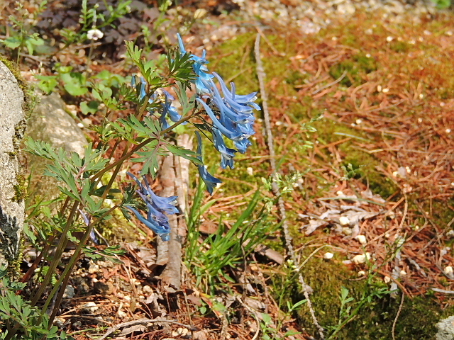 二輪草・白根葵・深山苧環・岩八手・深山鍬形・柊草・プリムラ・姫岩蓼・羅生門葛・蝦夷延胡索_a0037019_6422399.jpg