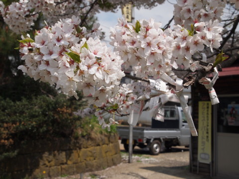 岩木山神社の*2012.05.09(弘前市)_b0147224_1613136.jpg