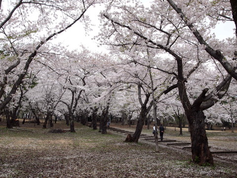 桜林公園 桜&カタクリ20120509(弘前市)_b0147224_22212650.jpg