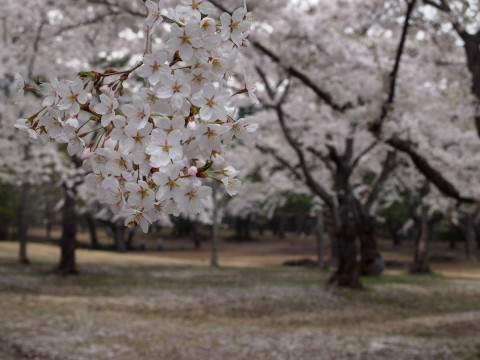 桜林公園 桜&カタクリ20120509(弘前市)_b0147224_2221486.jpg