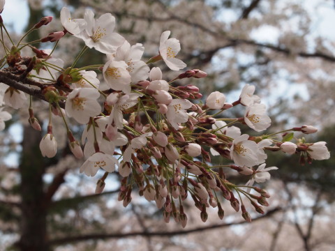 桜林公園 桜&カタクリ20120509(弘前市)_b0147224_22231642.jpg
