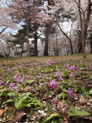 桜林公園 桜&カタクリ20120509(弘前市)_b0147224_22264184.jpg
