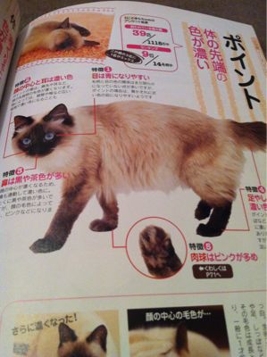 肉球の色 : チャイとシオンとハクとミル ねこブログ