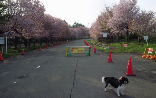 桜ももうそろそろ終わりかな?_c0051132_2037463.jpg