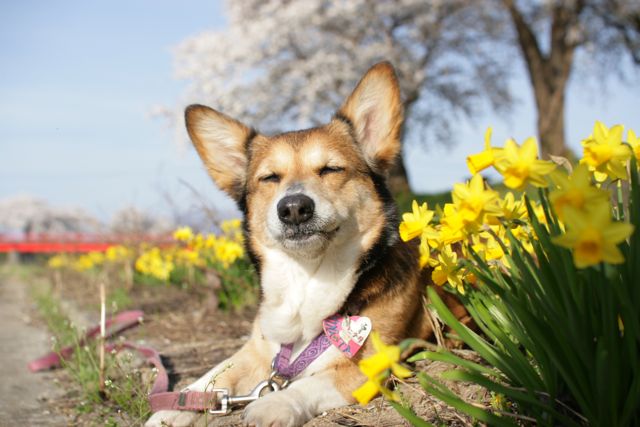 短かった満開の桜にピンポイントで出会った幸運_b0031538_23511038.jpg