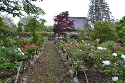 牡丹寺　慈雲寺  2012_e0228938_18594981.jpg