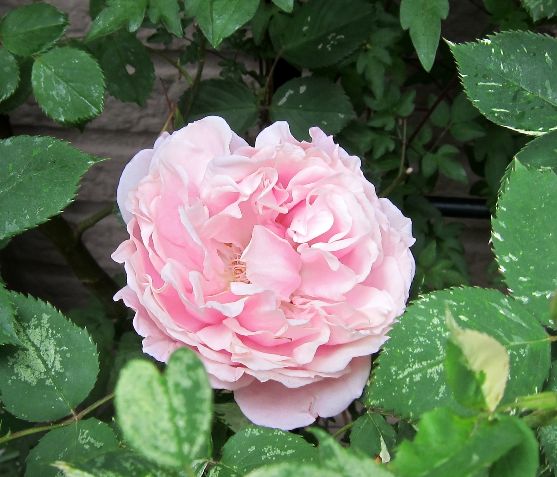 バラが咲いた♪ヘルシューレンとジャクリーヌ・デュ・プレ_b0178339_19595279.jpg