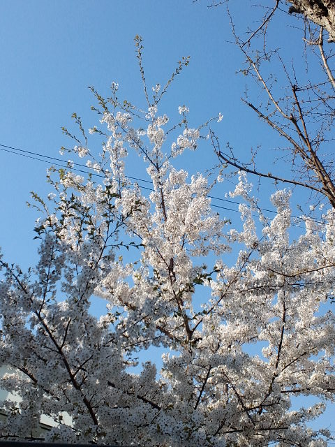 c0117239_64889.jpg