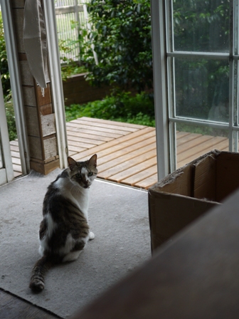 猫のお友だち ハナちゃんセトラちゃんエムくんチコちゃんライオンちゃんモコちゃんハルちゃんクロくん編。_a0143140_0124194.jpg