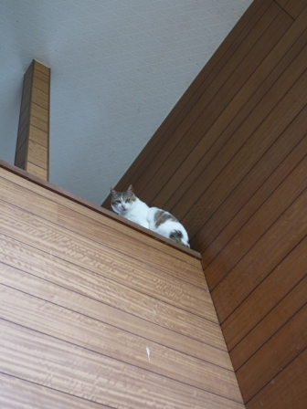 猫のお友だち ハナちゃんセトラちゃんエムくんチコちゃんライオンちゃんモコちゃんハルちゃんクロくん編。_a0143140_0133657.jpg
