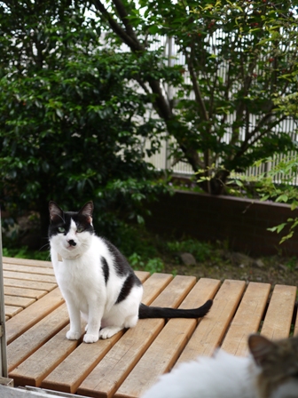猫のお友だち ハナちゃんセトラちゃんエムくんチコちゃんライオンちゃんモコちゃんハルちゃんクロくん編。_a0143140_09214.jpg