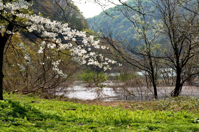 カタクリツアー　　♪♪　　　_c0204740_22514449.jpg