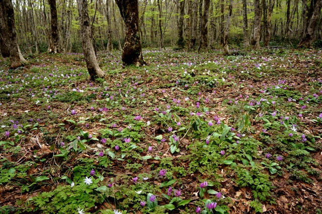 c0204740_2332425.jpg