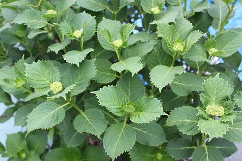 c0206342_1684869.jpg