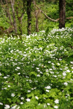 お花見散歩_f0045846_2124131.jpg