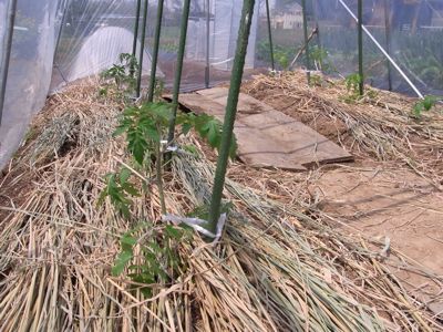 毎年同じの カテサイ(家庭菜園)の記録_c0063348_6475778.jpg