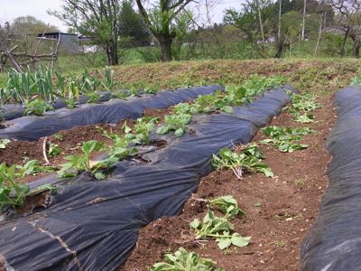 毎年同じの カテサイ(家庭菜園)の記録_c0063348_648096.jpg