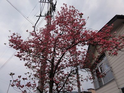 a0084753_820371.jpg