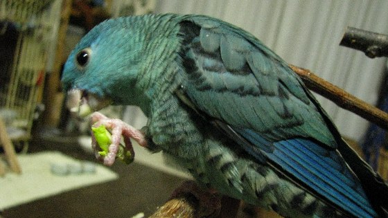 e0173755_1217153.jpg