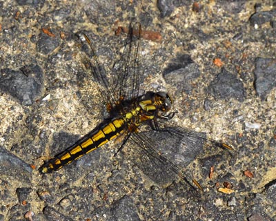 e0035757_17342298.jpg