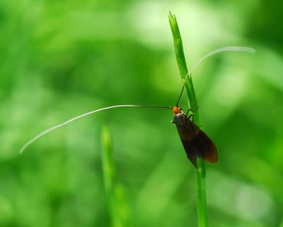 奈良県　鳥見山・前篇　昆虫たちと粘菌_e0035757_17432161.jpg