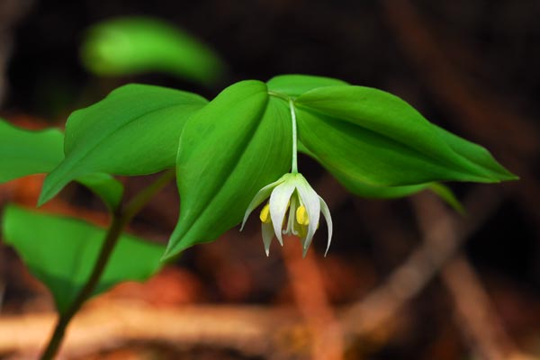 奈良県　鳥見山・前篇　昆虫たちと粘菌_e0035757_1821057.jpg