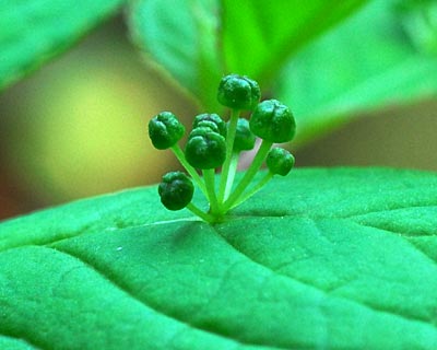 奈良県　鳥見山・前篇　昆虫たちと粘菌_e0035757_1824271.jpg