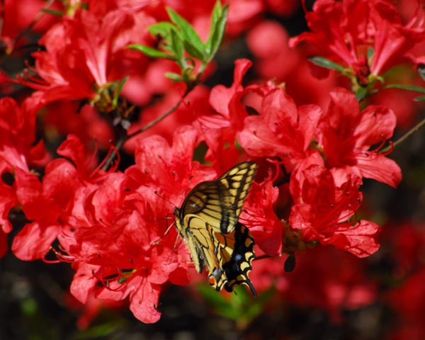 奈良県　鳥見山・前篇　昆虫たちと粘菌_e0035757_1831047.jpg