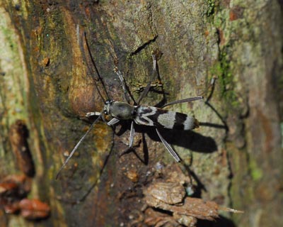 奈良県　鳥見山・前篇　昆虫たちと粘菌_e0035757_1885124.jpg