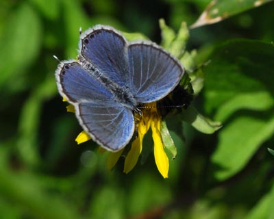 奈良県　鳥見山・前篇　昆虫たちと粘菌_e0035757_1891095.jpg