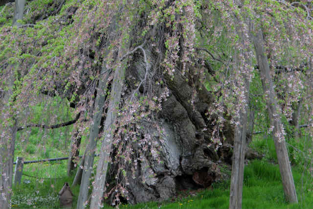 滝桜_f0079157_12411296.jpg