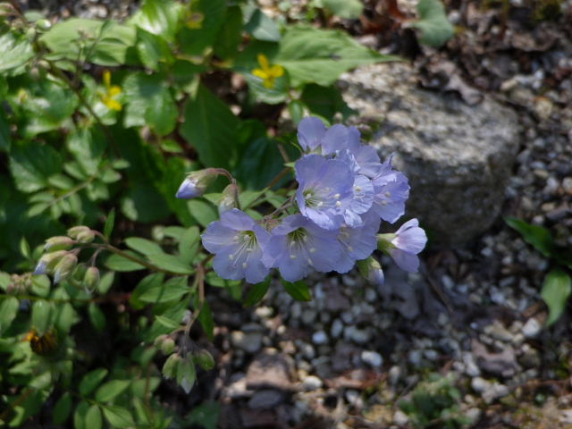 初夏の六甲高山植物園５_a0030958_2391683.jpg